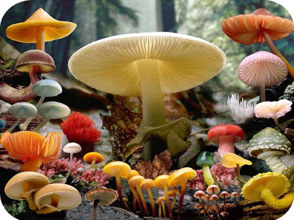 Resultado de imagem para fungos